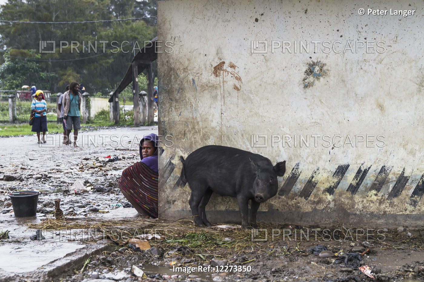 Pig At The Market, Wamena, Papua, Indonesia