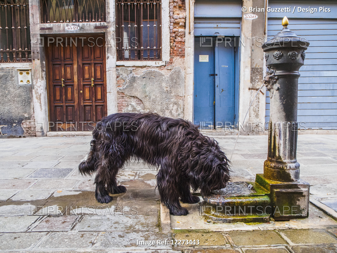 A Wild Dog Laps Water From One Of The Many Public Fountains On The Streets; ...