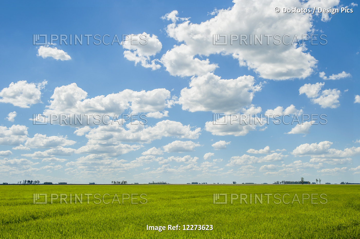 Lush Green, Grass Field With Blue Sky And Cloud; Uruguay