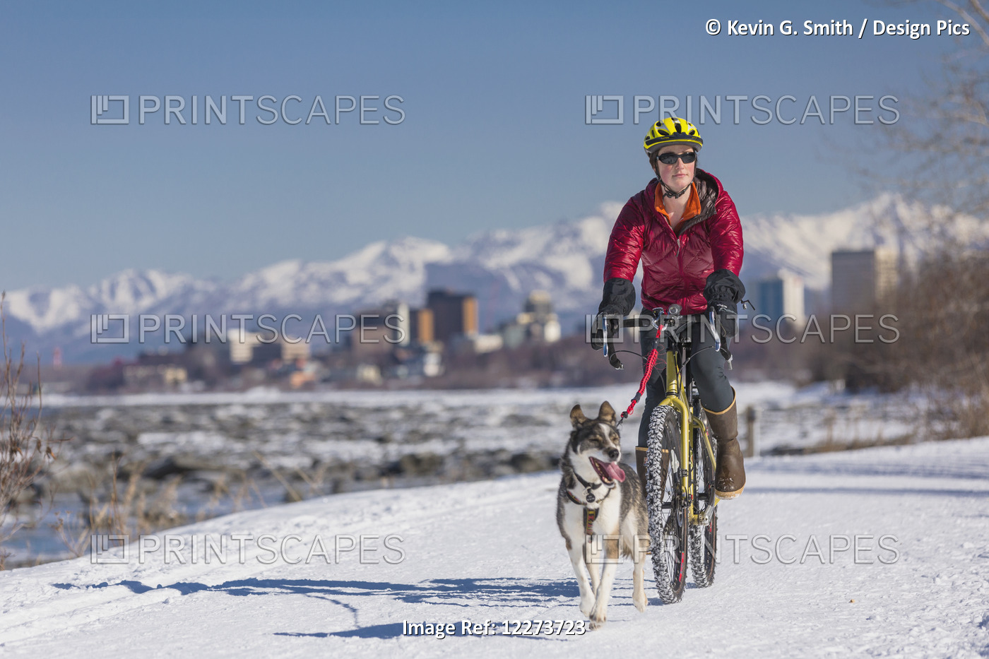 A Young Woman Rides A Studded Tire Bicycle With Her Alaskan Husky Down The Tony ...