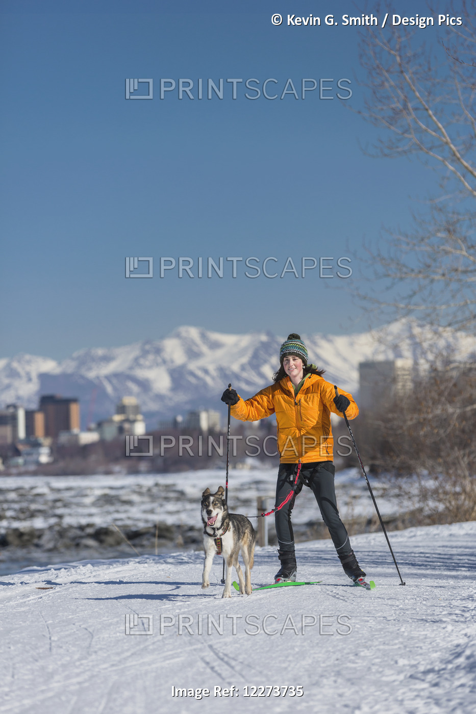 A Young Woman Skijors With Her Alaska Husky Sled Dog Down The Tony Knowles ...