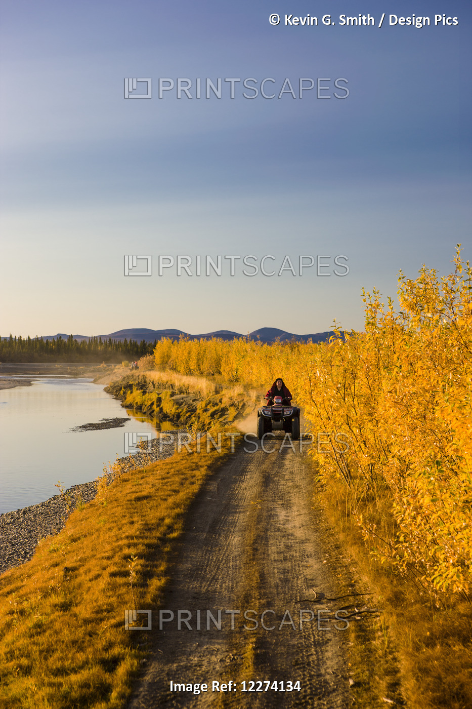 A Native Alaskan Woman Drives An Atv On A Colorful Tree Lined Trail Along The ...