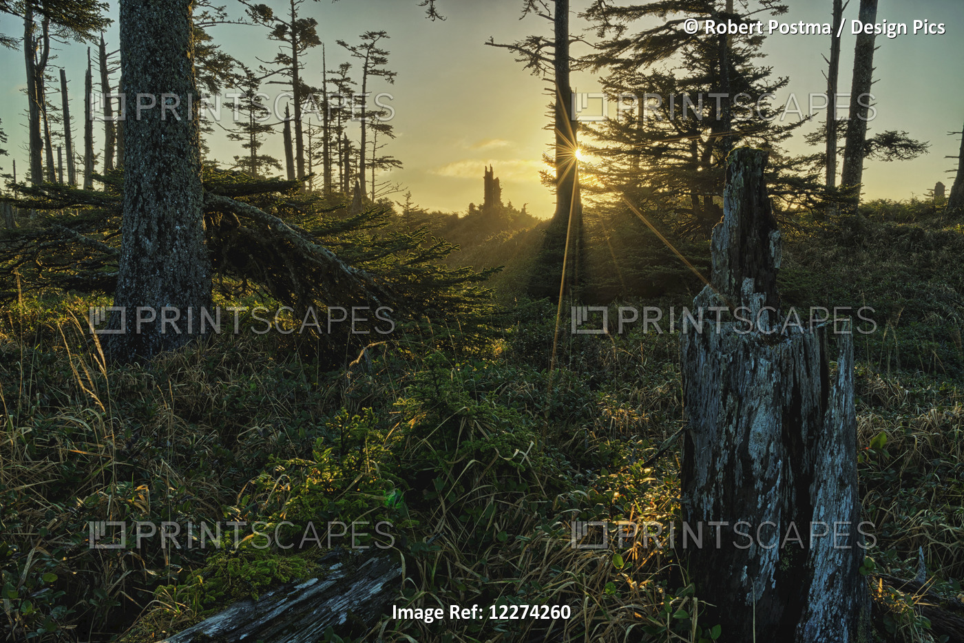 The Morning Sunlight Filters Through The Ancient Forests Of Naikoon Provincial ...