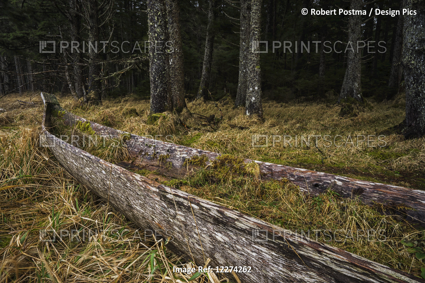 An Old Canoe Lies Forgotten In The Forests Of Naikoon Provincial Park, Haida ...