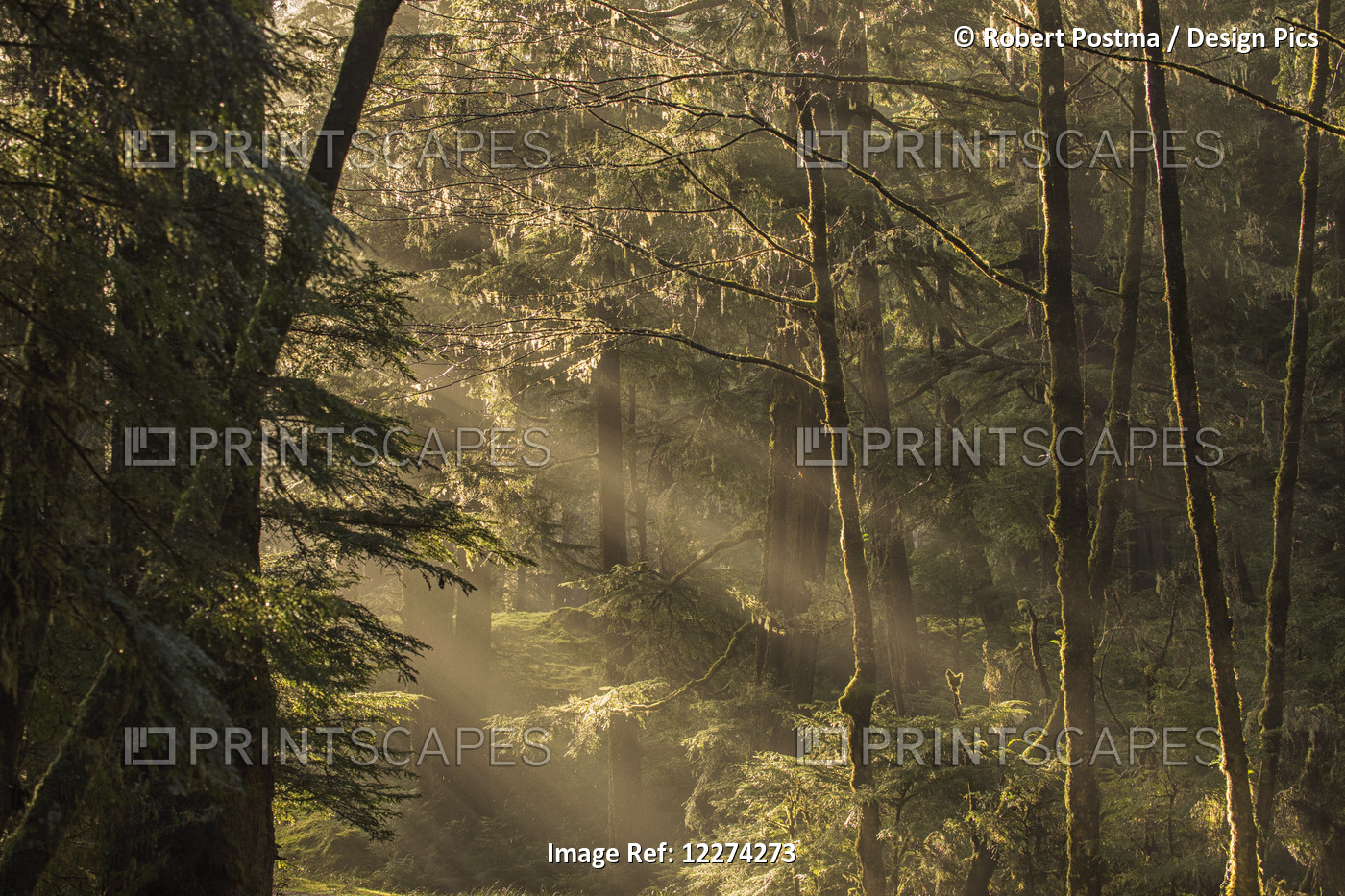 Sunlight Streams Through The Rainforest Of Naikoon Provincial Park Which Is On ...