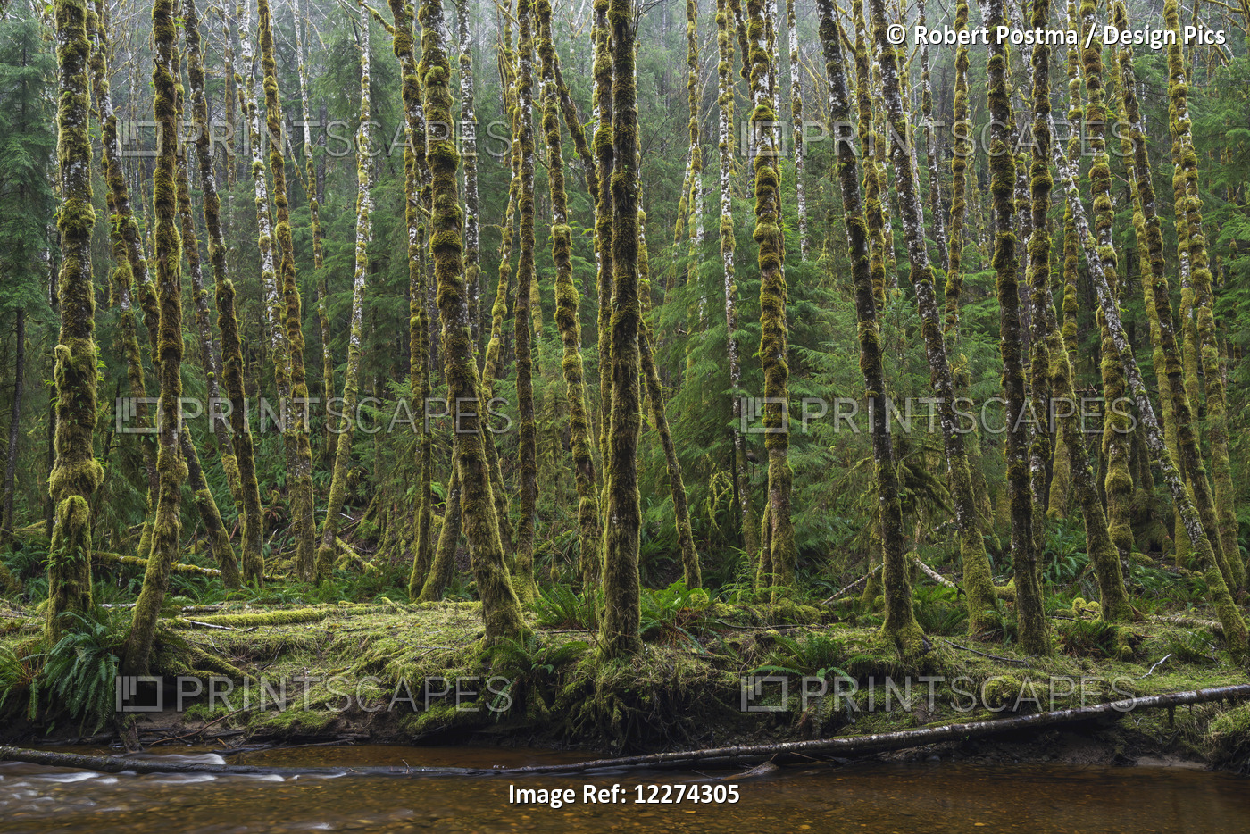 Haans Creek Flows Through The Green Rainforest Near Sandspit; Haida Gwaii, ...