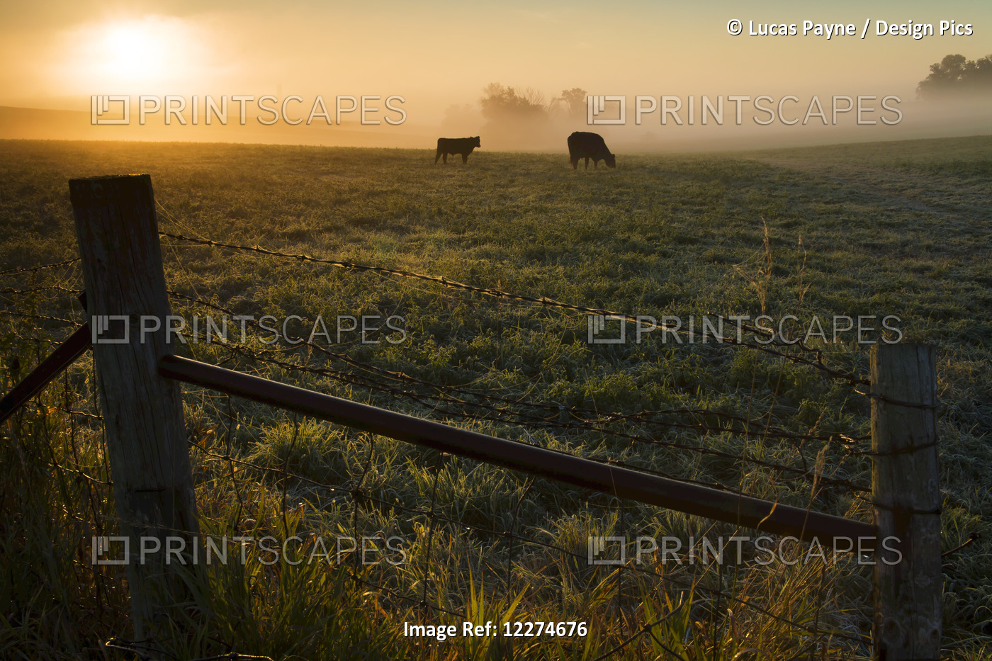Two Cows Grazing In A Pasture On A Foggy Summer Morning; Iowa, United States Of ...