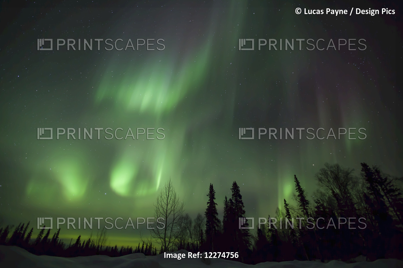 The Green Glow Of The Aurora Borealis (Northern Lights) From The Petersville ...