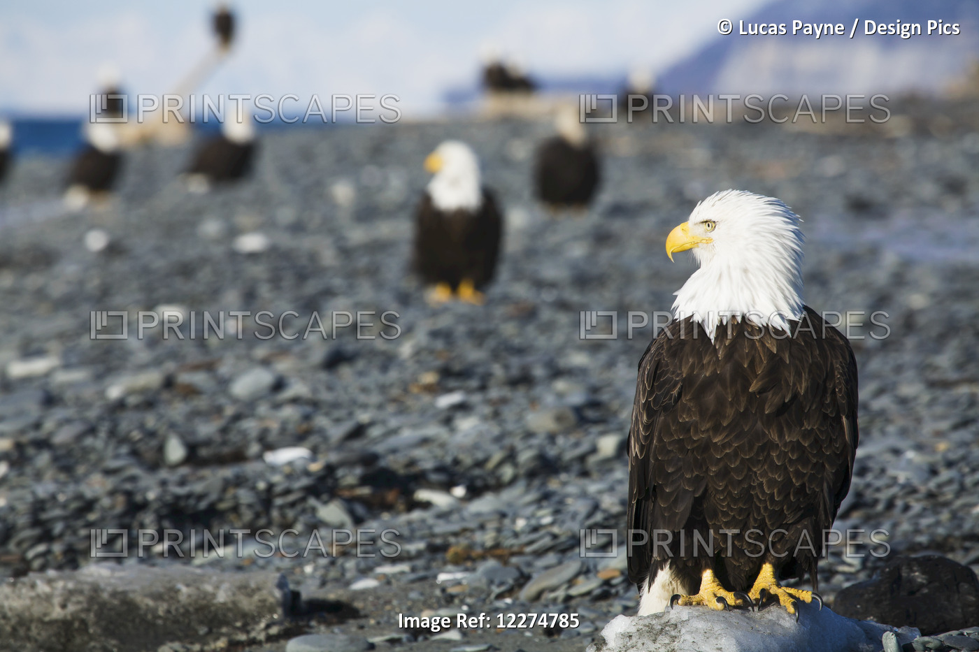 Bald Eagles Standing On The Shore Of Kachemak Bay On The Homer Spit, Kenai ...
