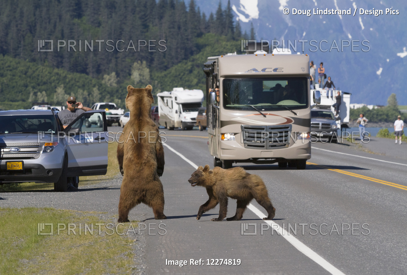 A Sow Brown Bear Stands Up To Look For A Missing Cub On The Shoulder Of ...