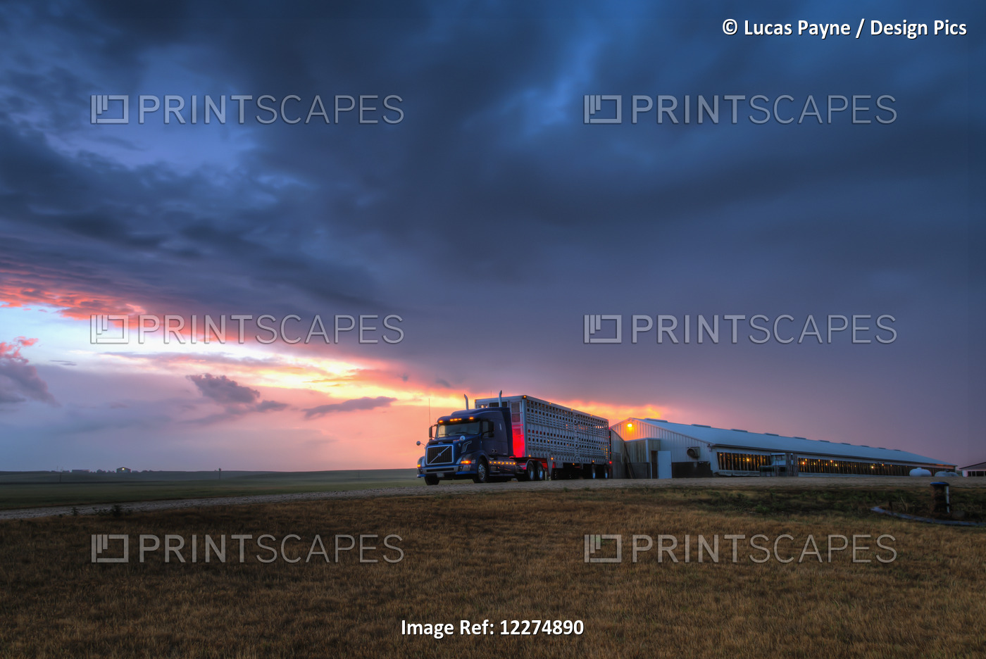 Livestock Trailer Backed Up To A Hog Confinement Building At Dawn, Near ...