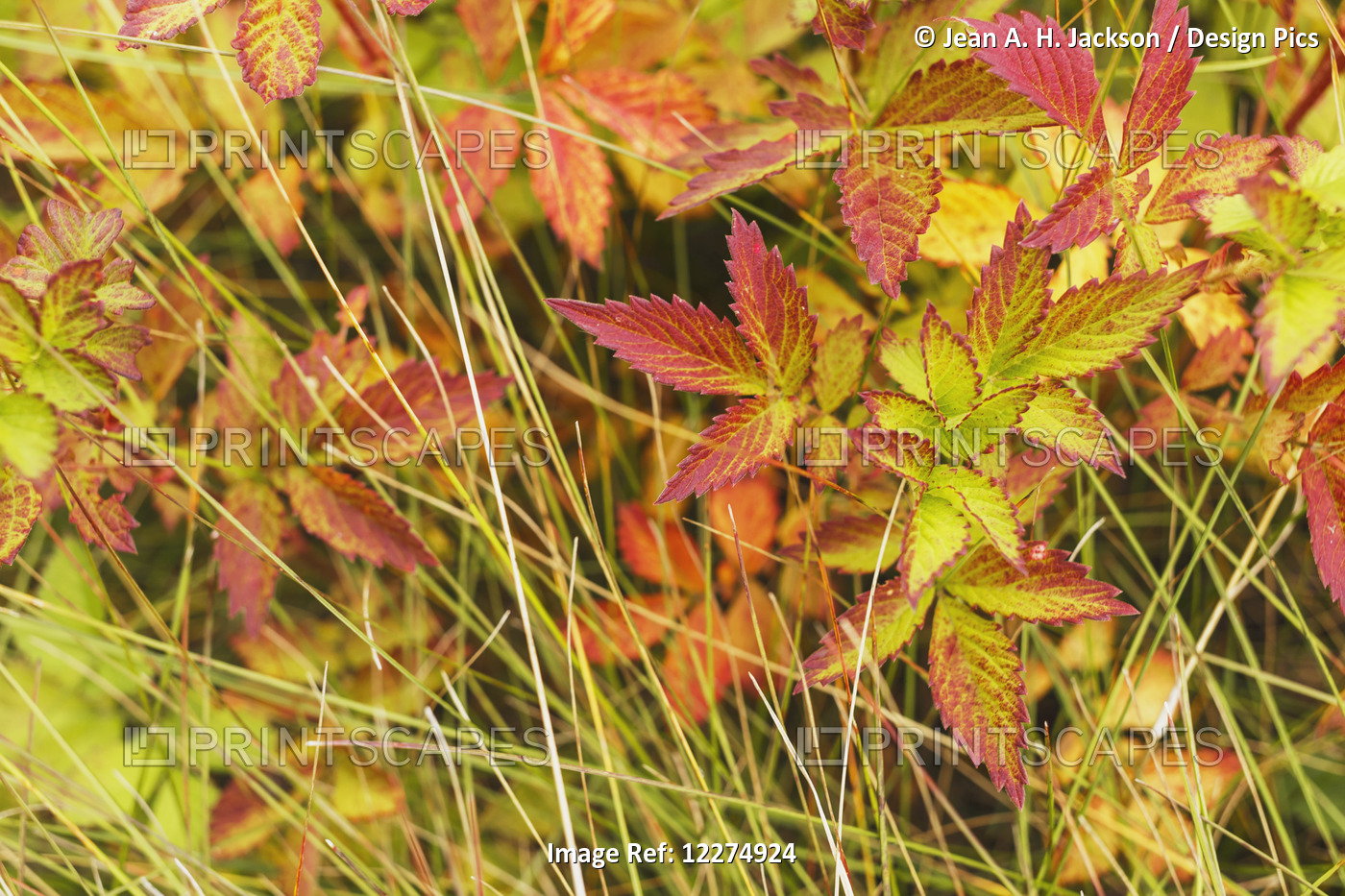 Coloured Leaves, Wild Raspberry, At The End Of The Summer Season; Edmonton, ...