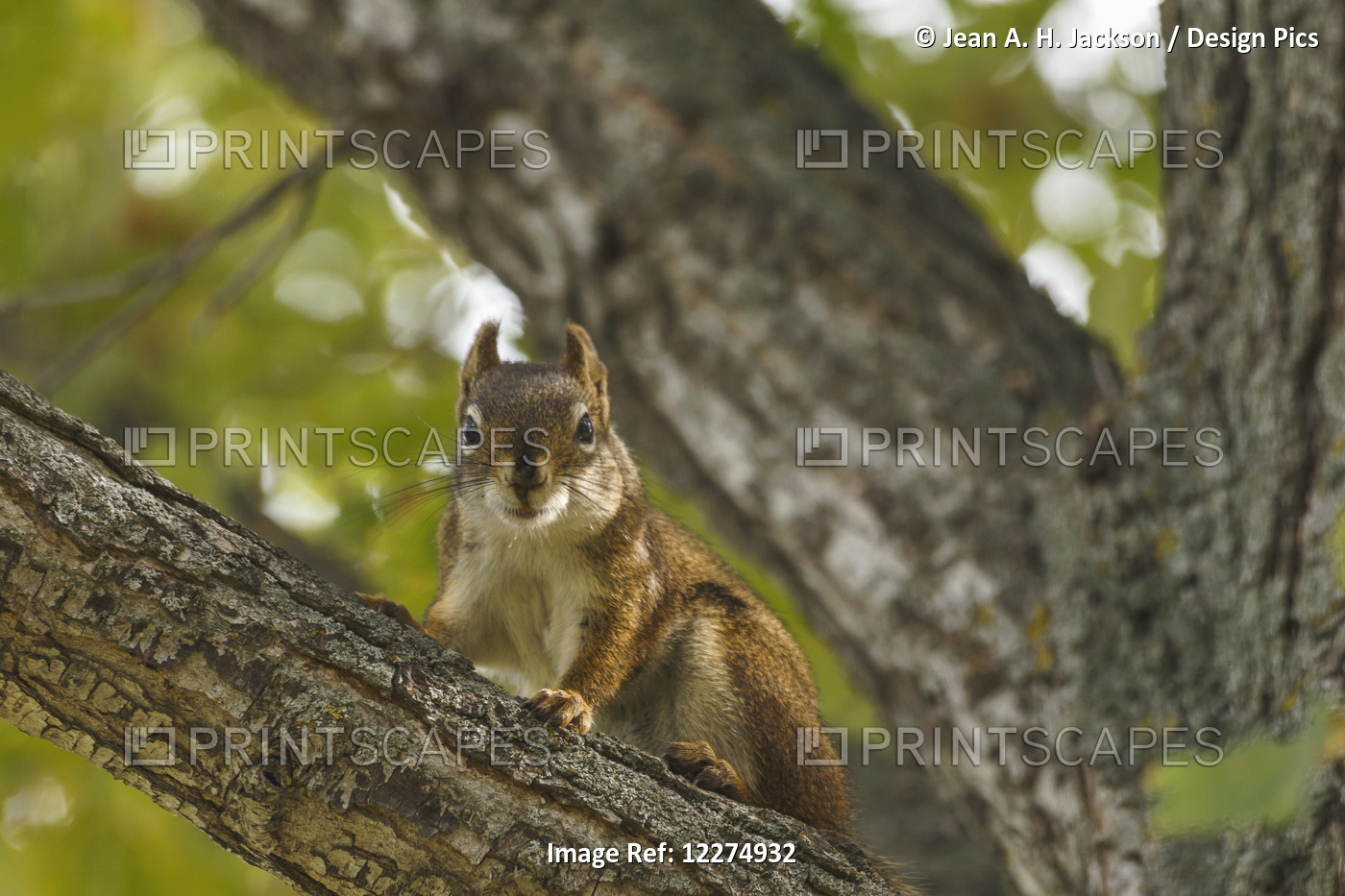 Red Squirrel (Tamiasciurus Hudsonicus) On Deciduous Tree Branch; Edmonton, ...