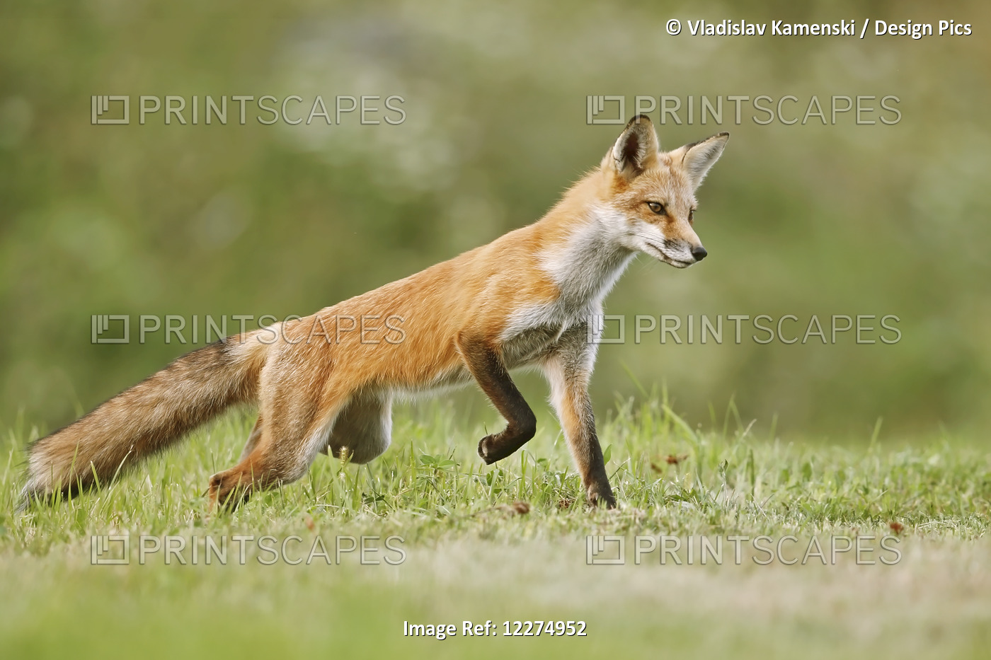 Red Fox (Vulpes Vulpes) Walking On Grass; Montreal, Quebec, Canada