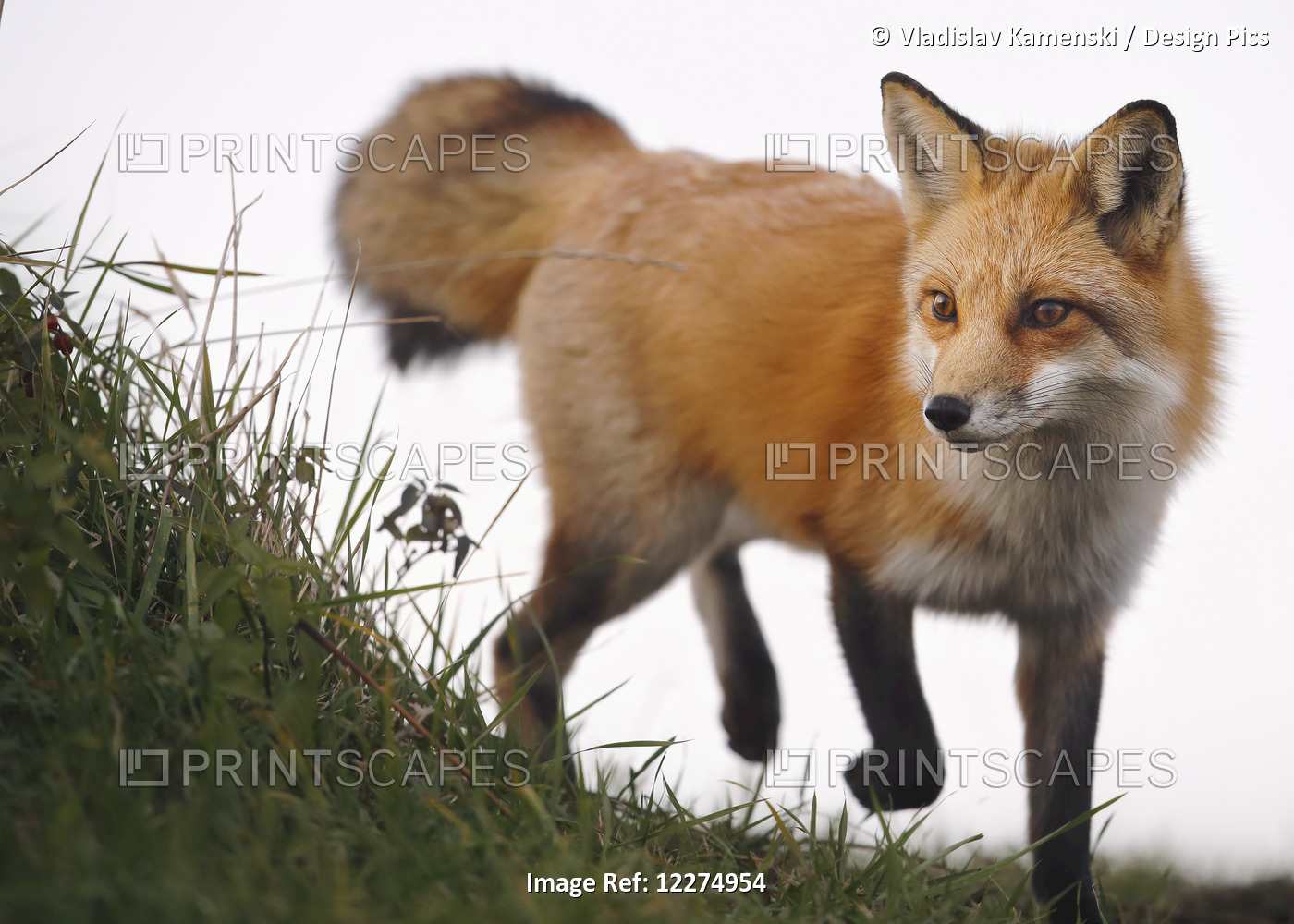 Red Fox (Vulpes Vulpes); Montreal, Quebec, Canada