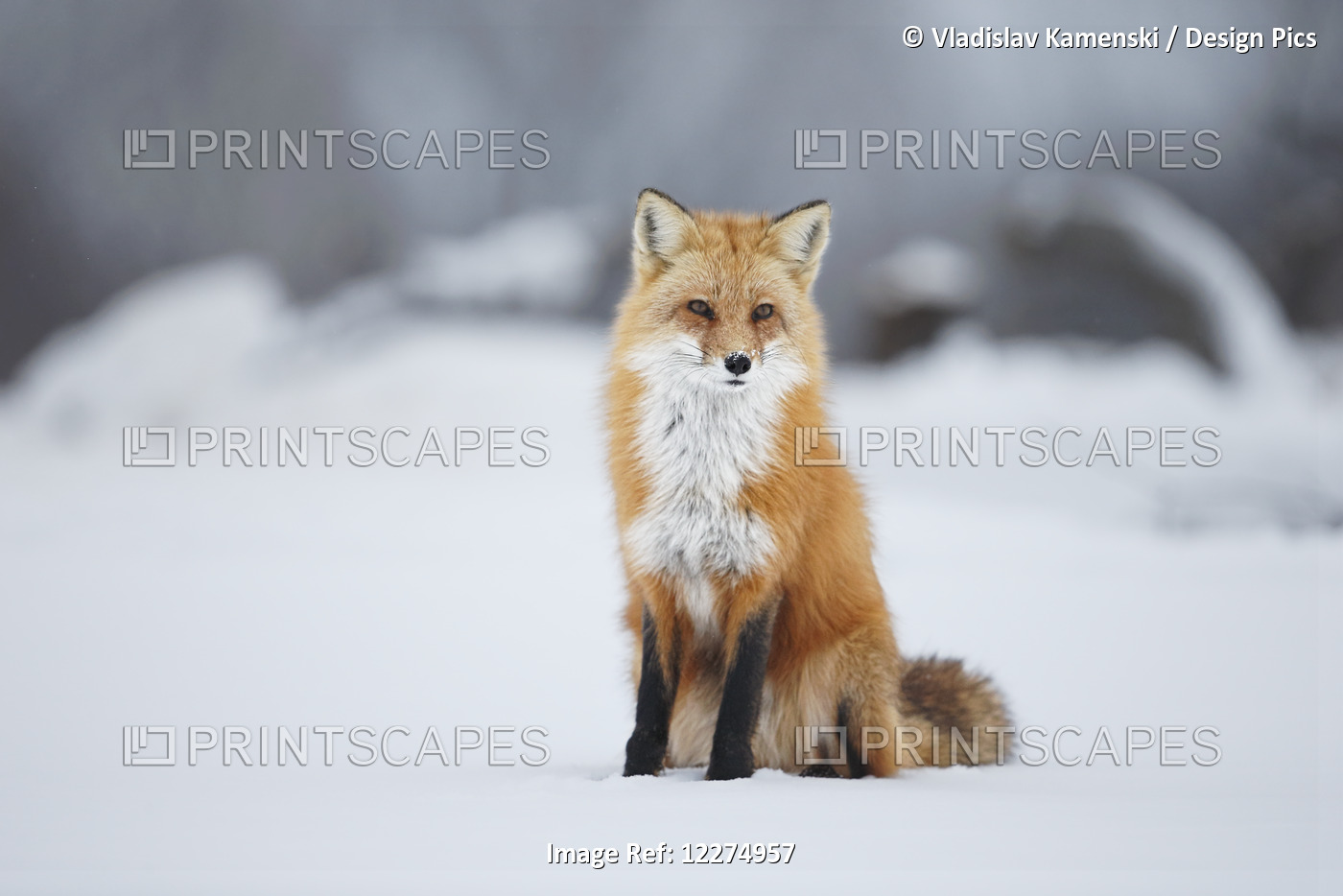 Male Red Fox (Vulpes Vulpes) Sitting In The Snow In Winter; Montreal, Quebec, ...