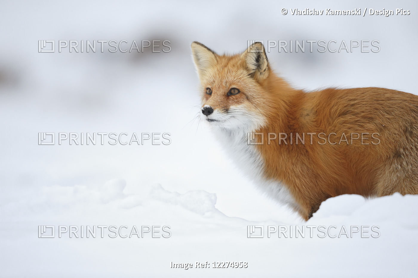 Male Red Fox (Vulpes Vulpes) Standing In The Snow In Winter; Montreal, Quebec, ...