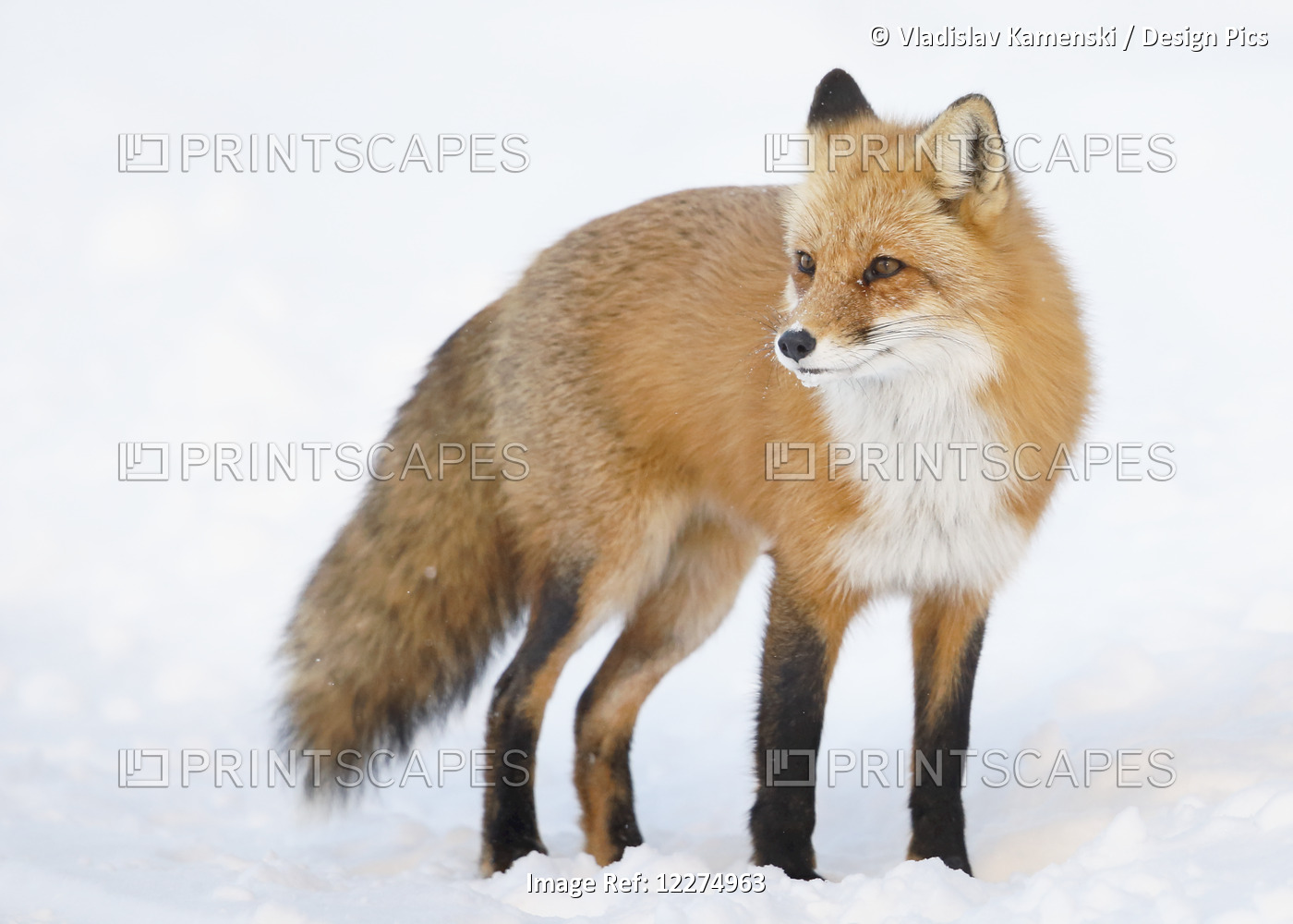 Red Fox (Vulpes Vulpes) Standing In The Snow In Winter; Montreal, Quebec, Canada