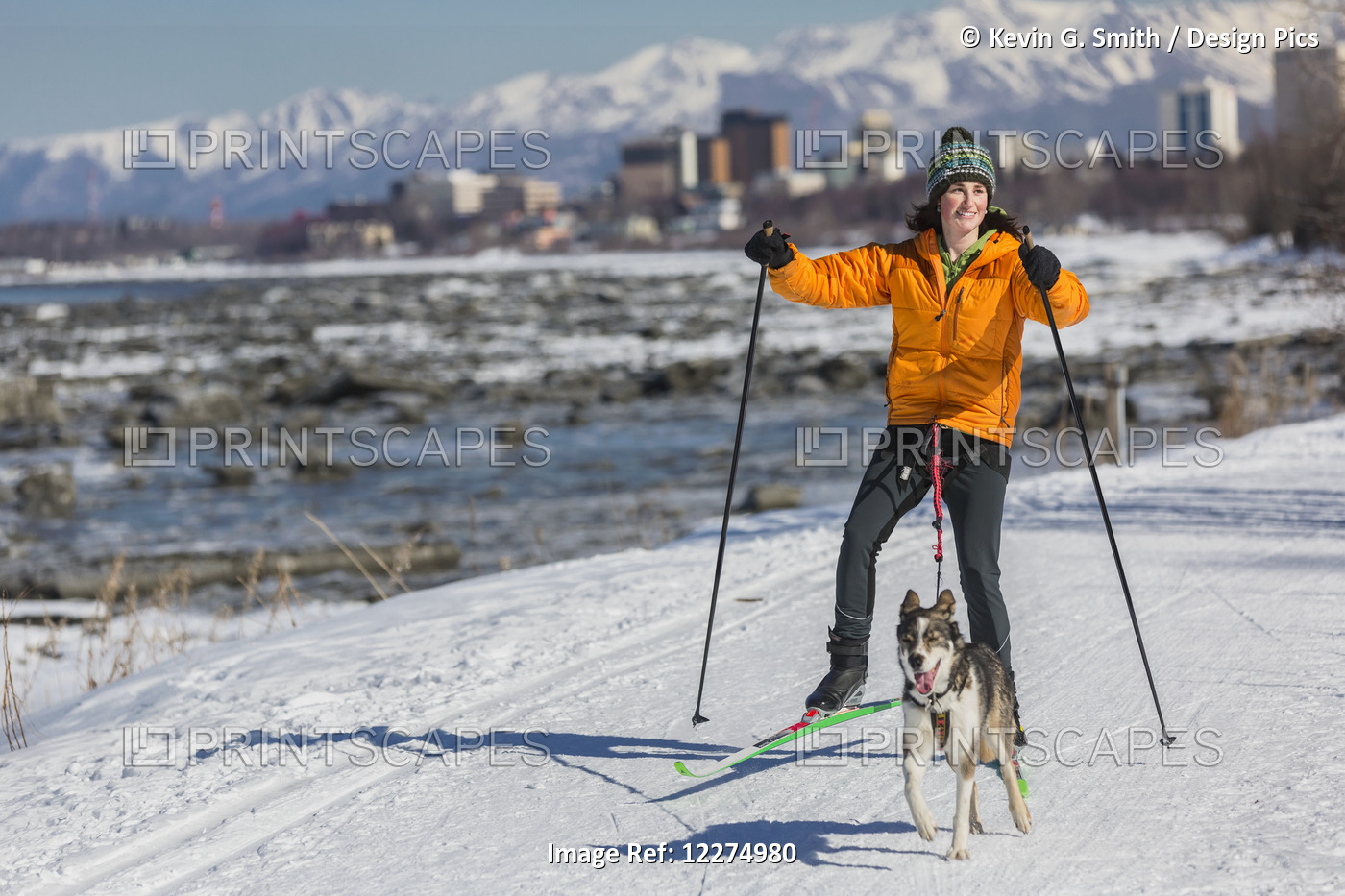 A Young Woman Skijors With Her Alaska Husky Sled Dog Down The Tony Knowles ...