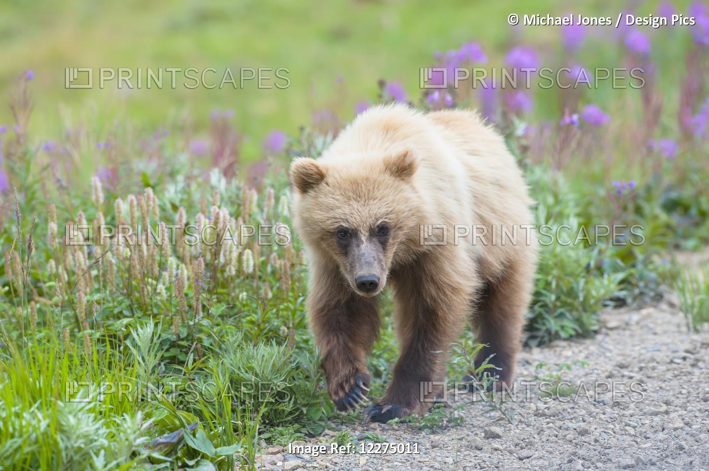 A Close Up Of A Grizzly Bear Cub On A Early Sunny Summer Morning At Sable Pass ...