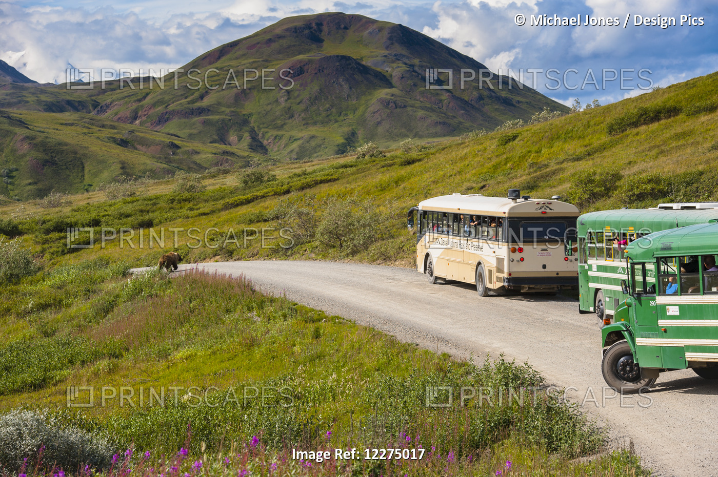 Tour Buses Line Up On The Park Road At Highway Pass As A Grizzly Bear ...