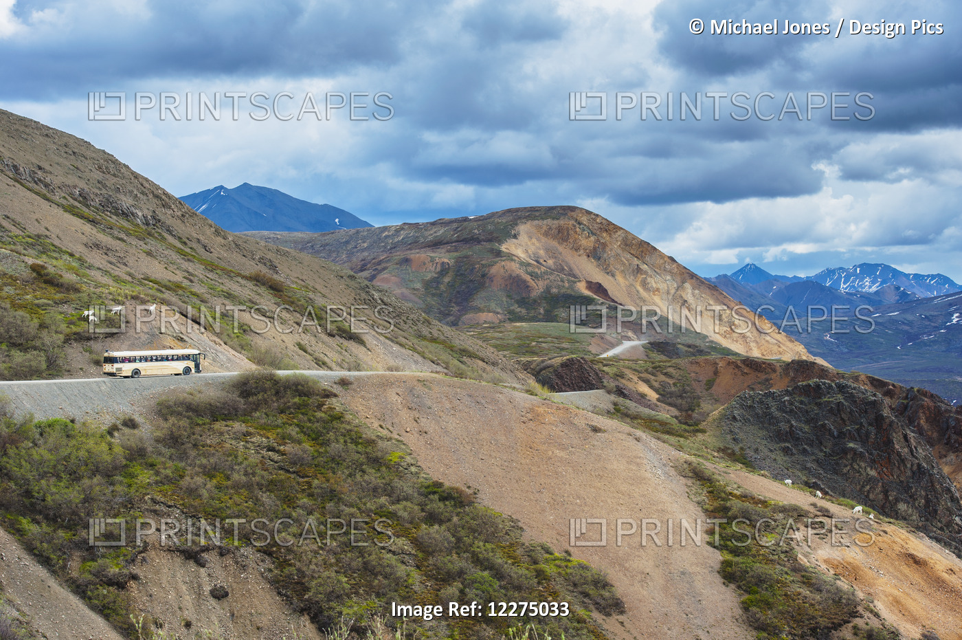 A Tour Bus Stops On The Park Road At Polychrome Pass As A Group Dall Sheep Ram ...