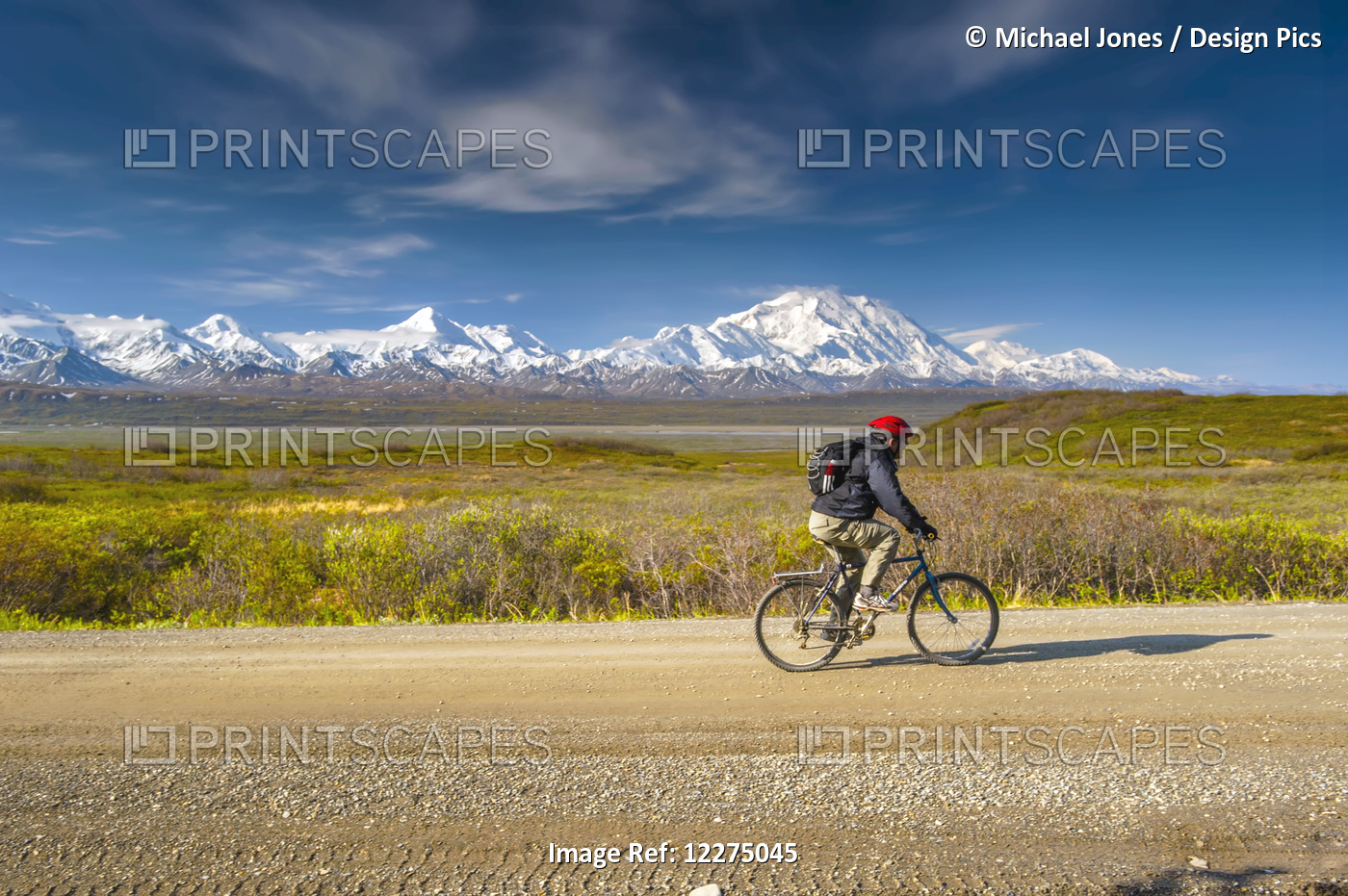 Bicyclist On The Park Road With Mt. Mckinley And The Alaska Range In The ...