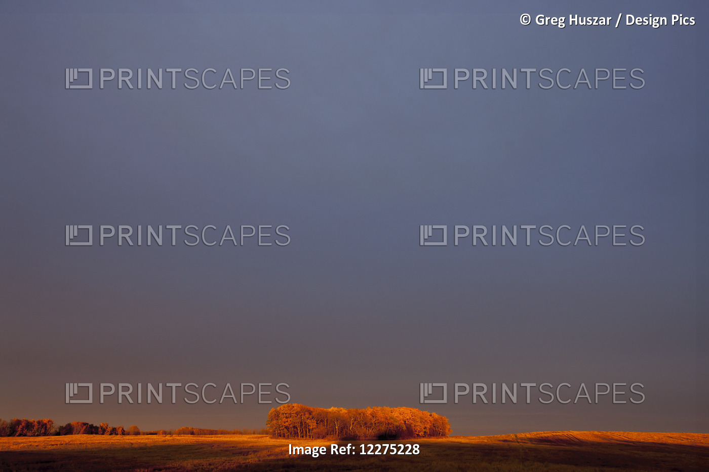 A Section Of Trees On The Edge Of A Wheat Field Glowing Orange At Sunset; ...