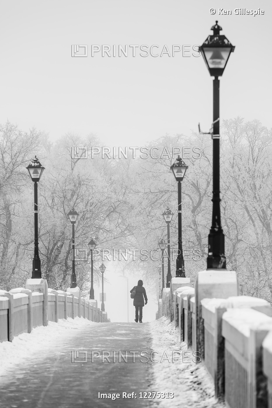 Woman Walking Across The Assiniboine Park Foot Bridge In Winter; Winnipeg, ...