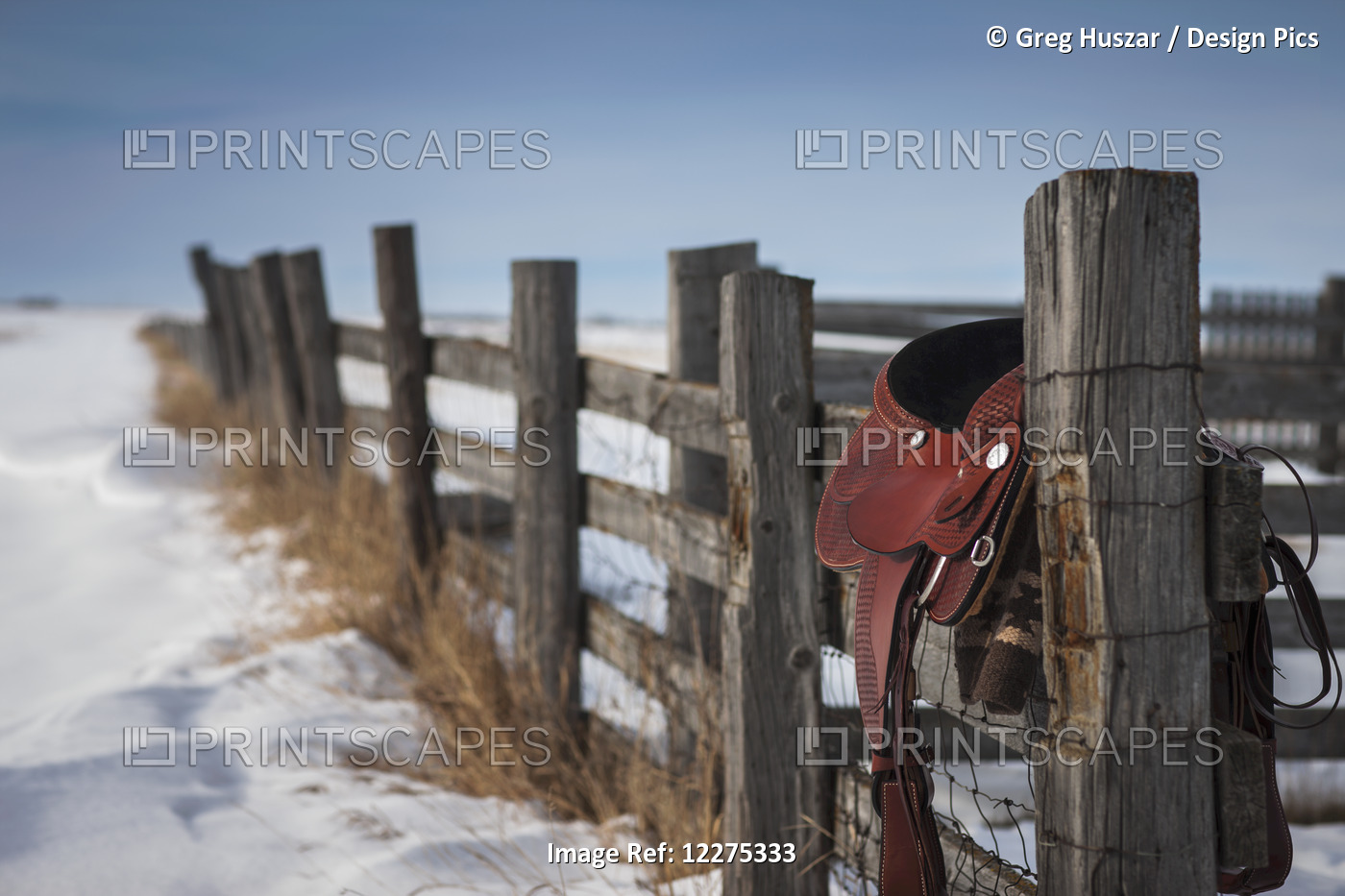 Saddle Hanging On A Wooden Fence In Winter; Regina, Saskatchewan, Canada