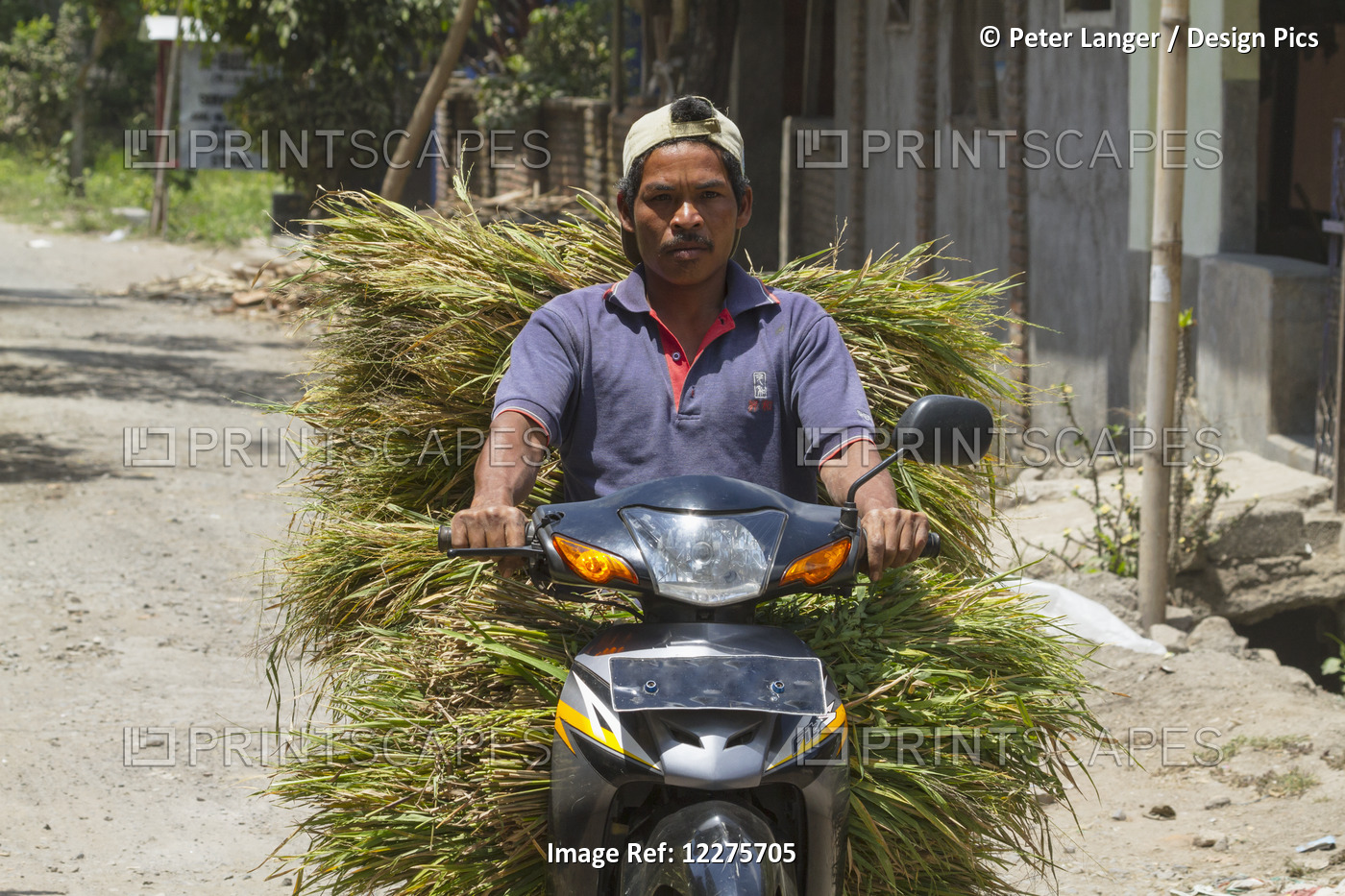 Man On A Motorcycle Carrying Grass, Semparu, Lombok, West Nusa Tenggara, ...