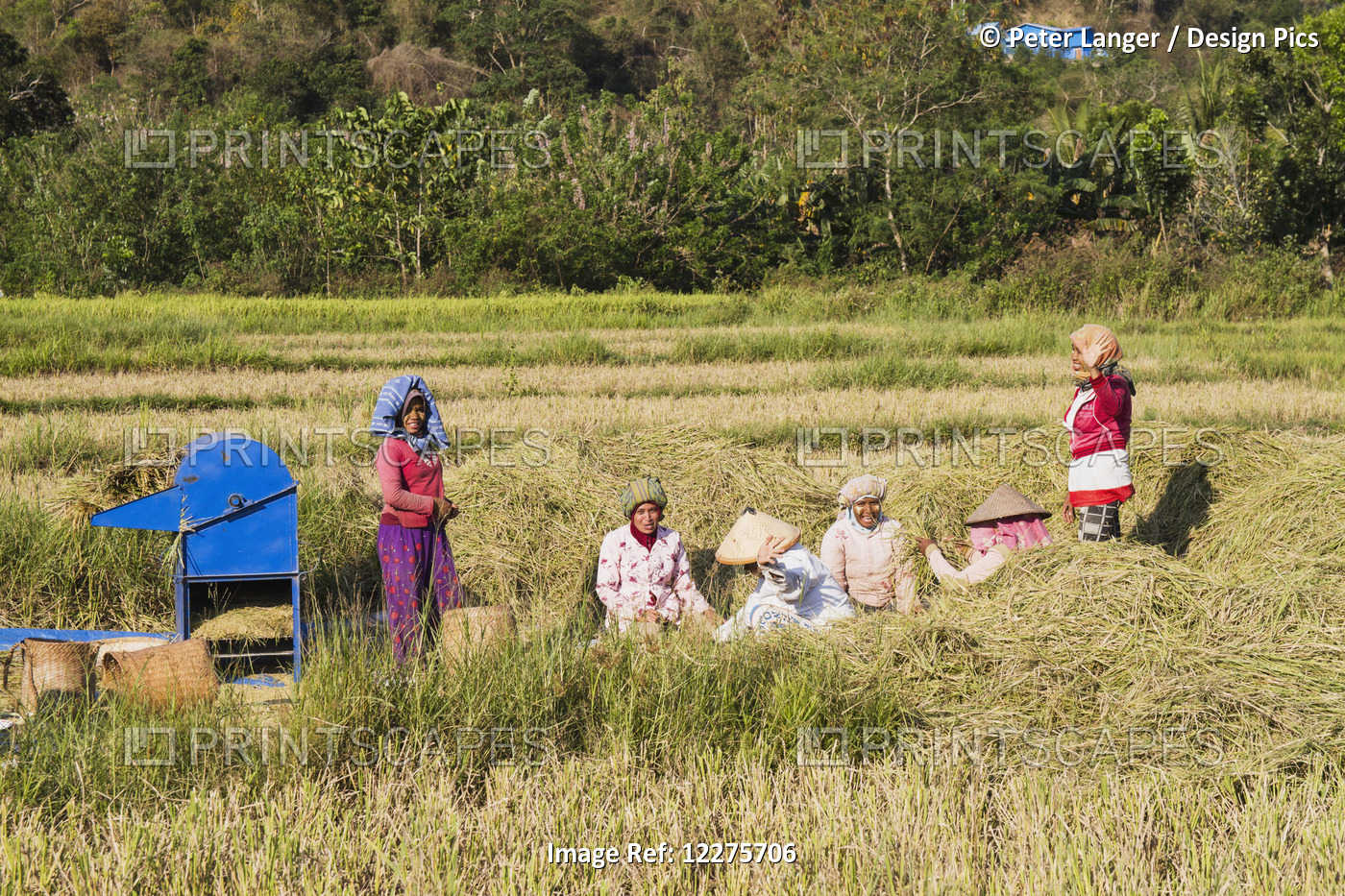Women Taking A Break During A Rice Harvest, Flores Island, East Nusa Tenggara, ...