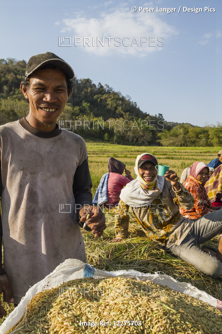 Men Taking A Break During A Rice Harvest, Flores Island, East Nusa Tenggara, ...