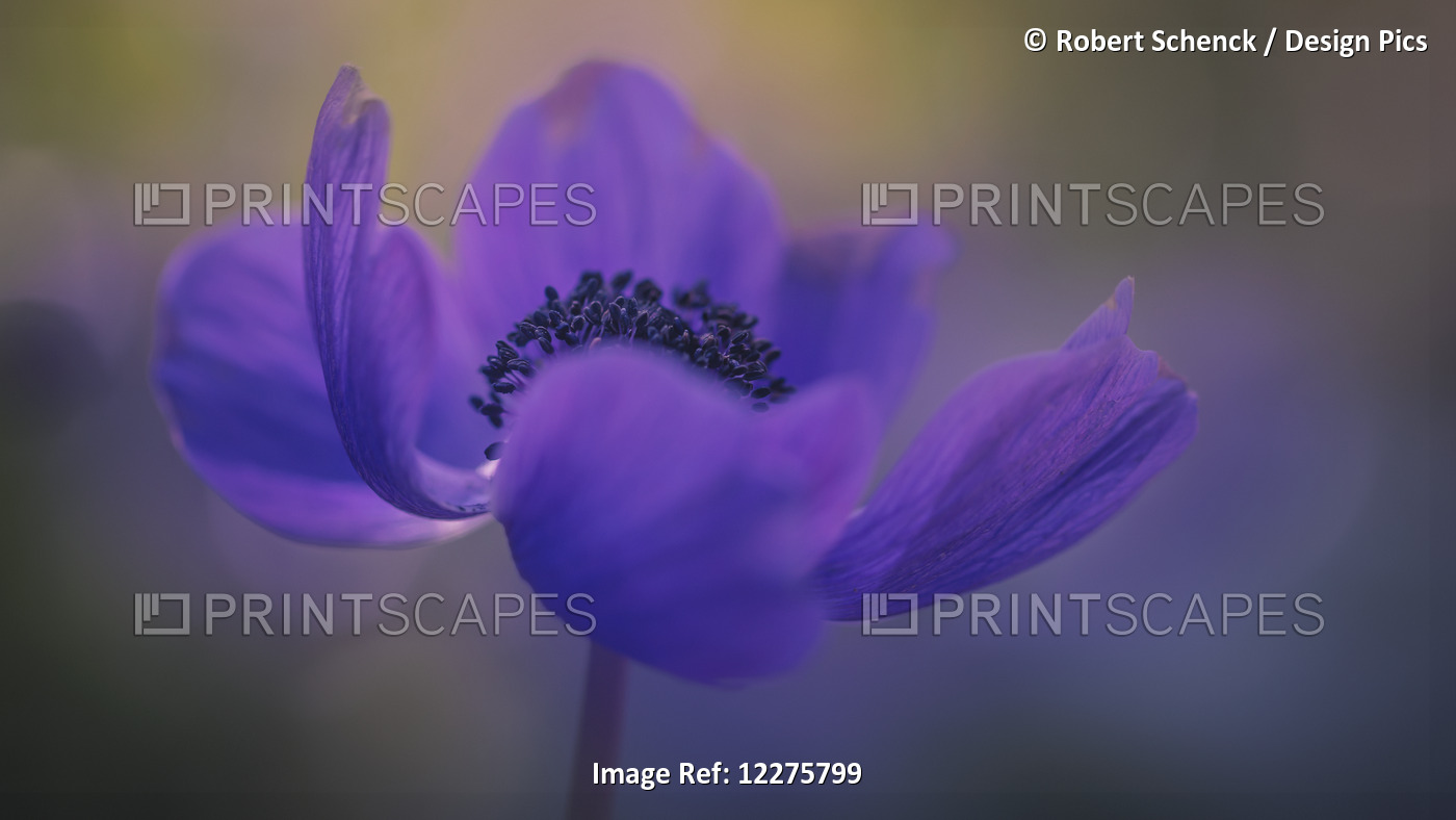 Delicate Purple Flower In Bloom; Jerusalem, Israel