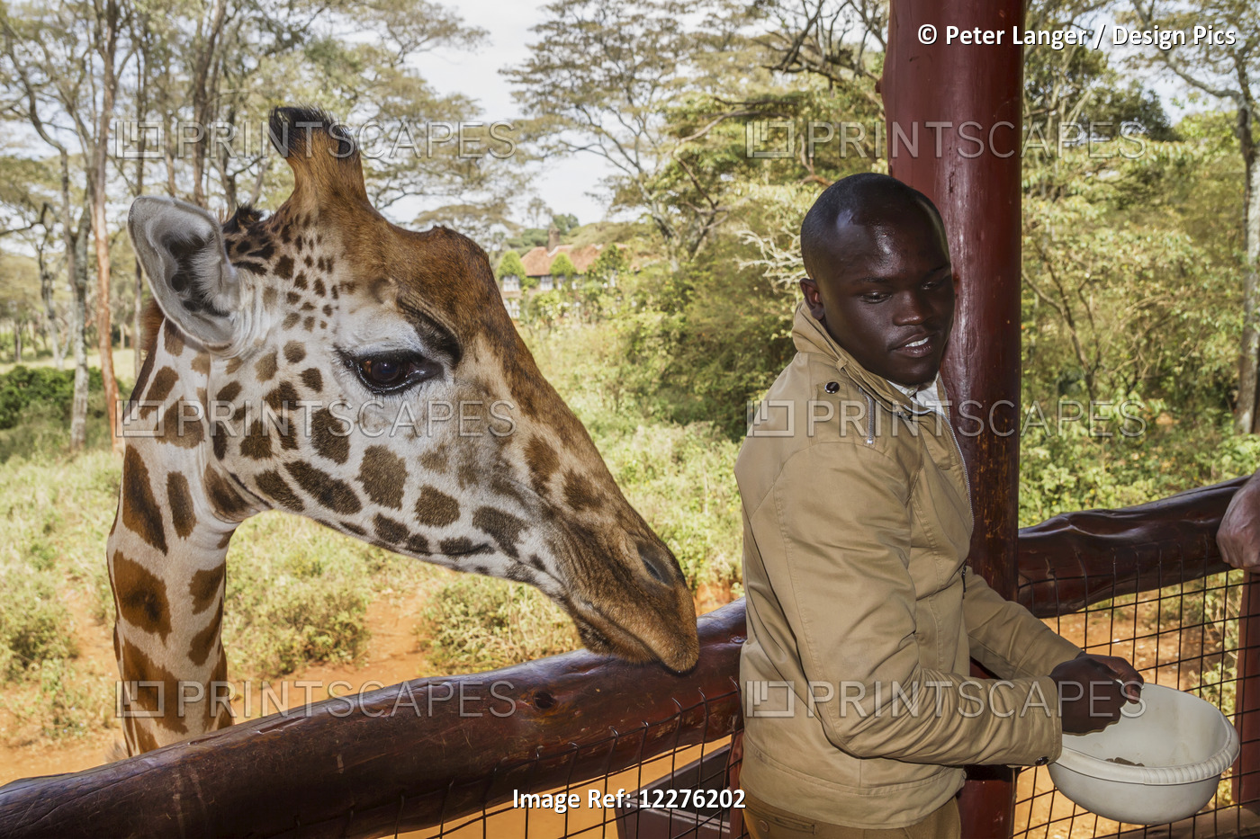 Tourist Feeding A Rothschild's Giraffe (Giraffa Camelopardalis Rothschildi) At ...