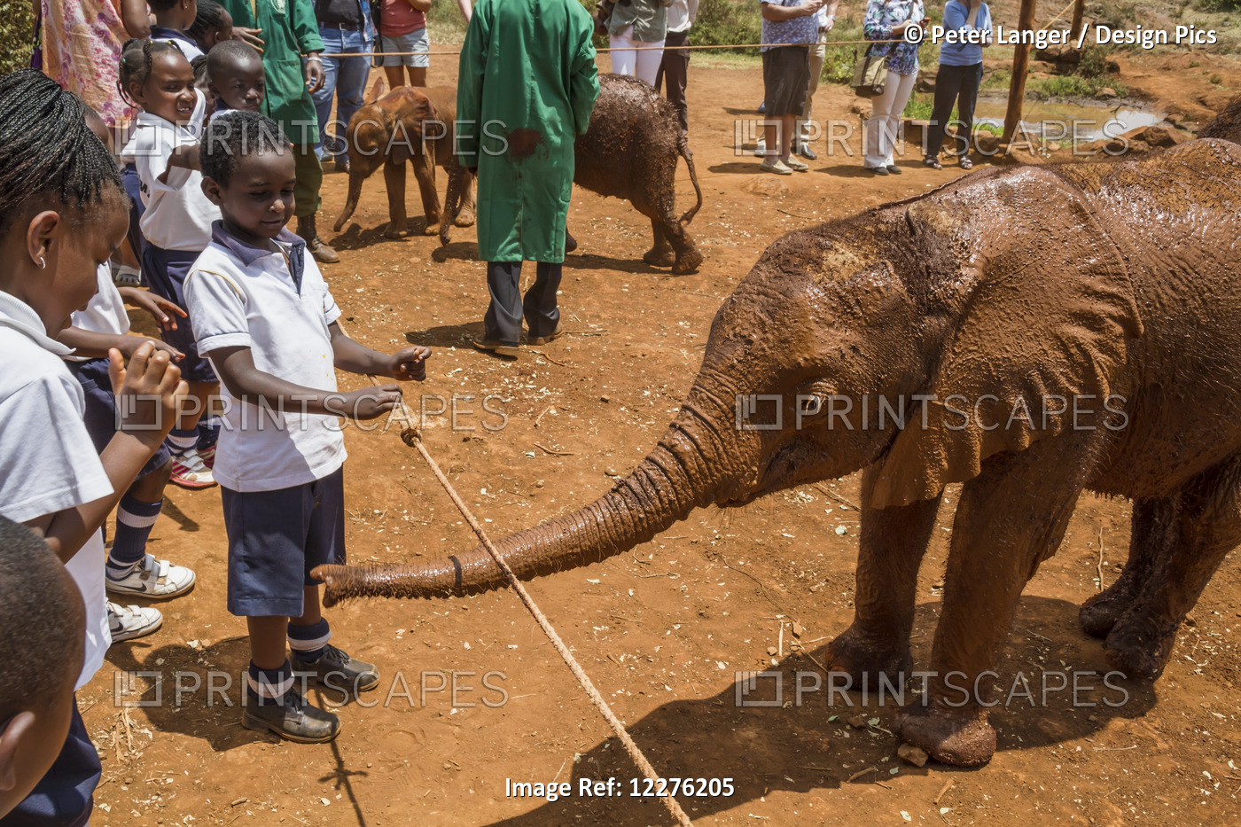 Schoolchildren Watching An Orphaned African Elephant (Loxodonta Africana) At ...