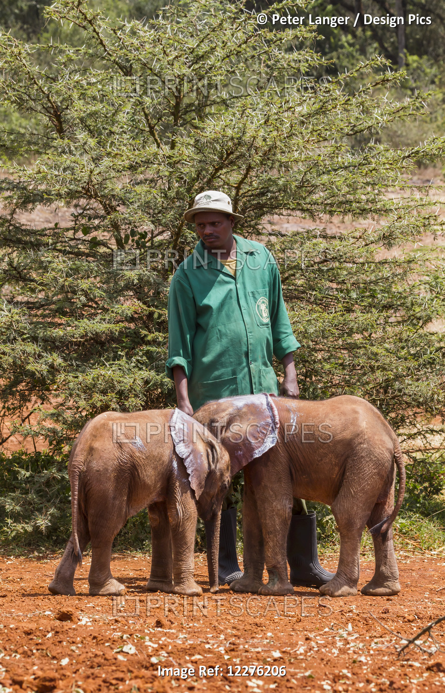 Worker And Orphaned African Elephants (Loxodonta Africana) At The Sheldrick ...