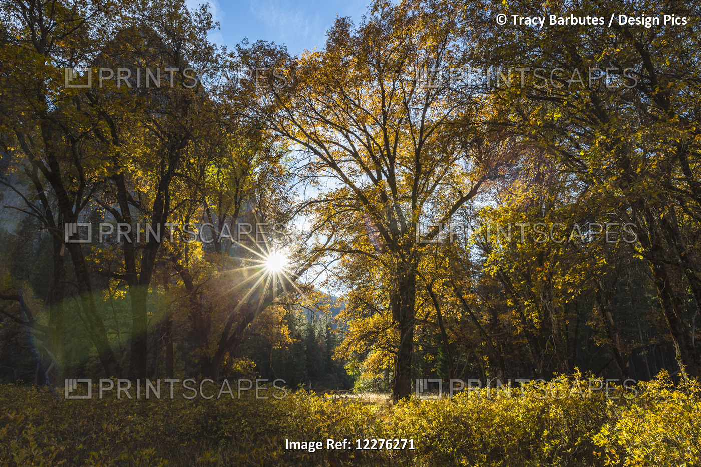 The Late Afternoon Autumn Sun Shines Through Trees In Yosemite Valley, Yosemite ...