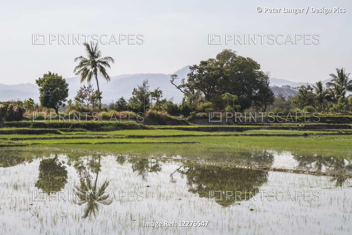 Rice Field, Near Manatuto; East Timor