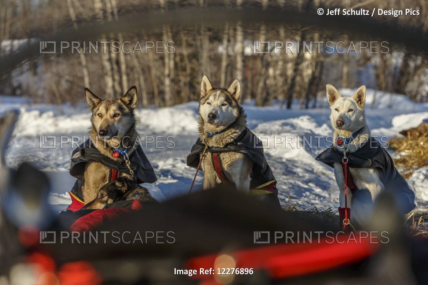 View Of Kristi Berington's Dogs Through The Handlebars Of A Dog Sled At The ...