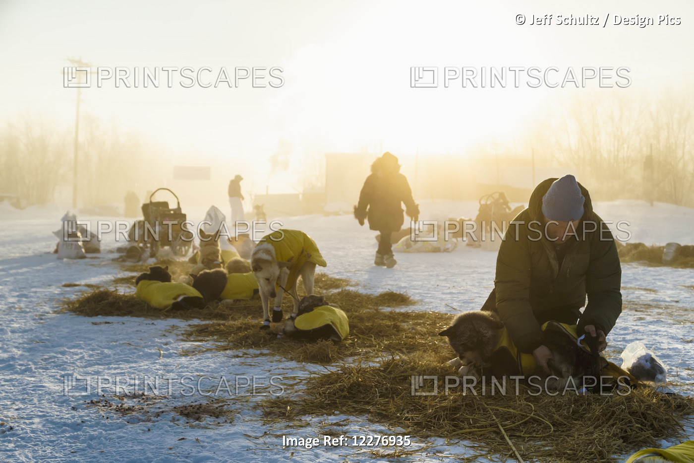 Mats Petterson Boots His Dogs In The Ice Fog At 40 Below Zero In The Morning At ...