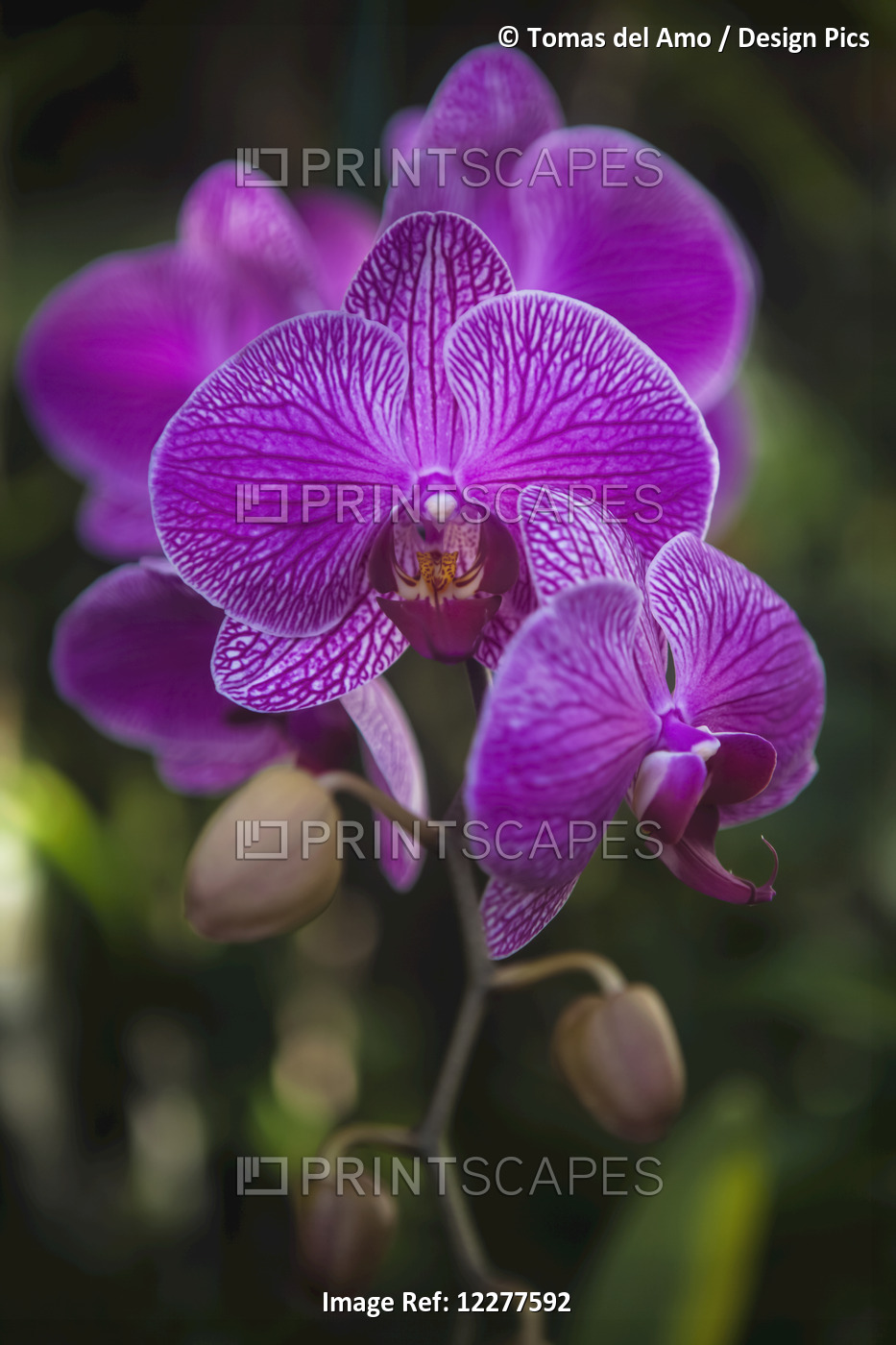 Phalaenopsis Orchids In Bloom; Kailua, Island Of Hawaii, Hawaii, United States ...