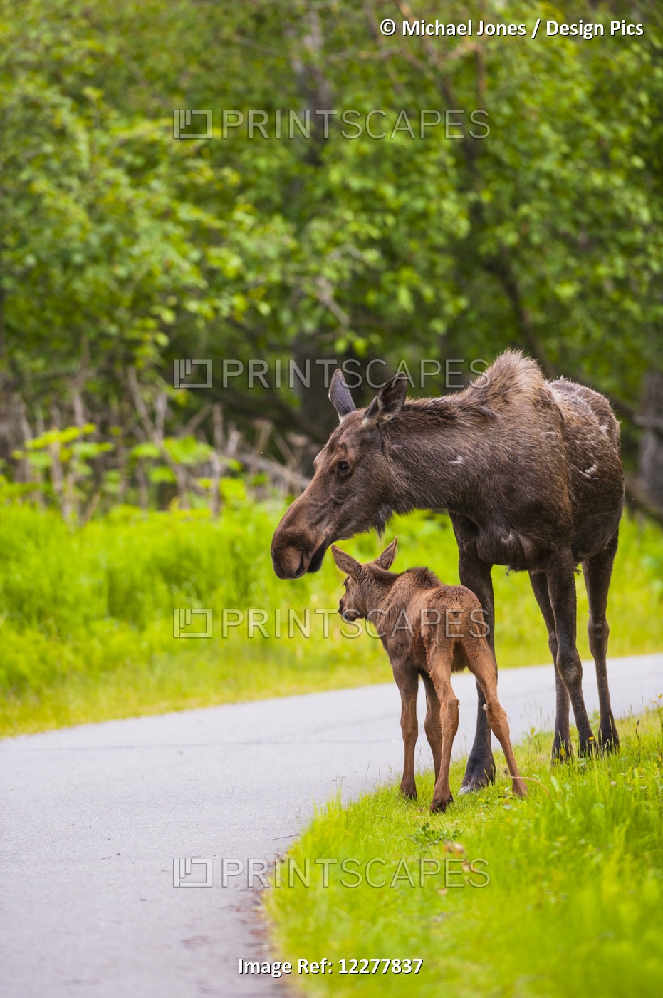 Cow And Calf Moose Along On A Trail In Kincaid Park, Southcentral Alaska, Summer