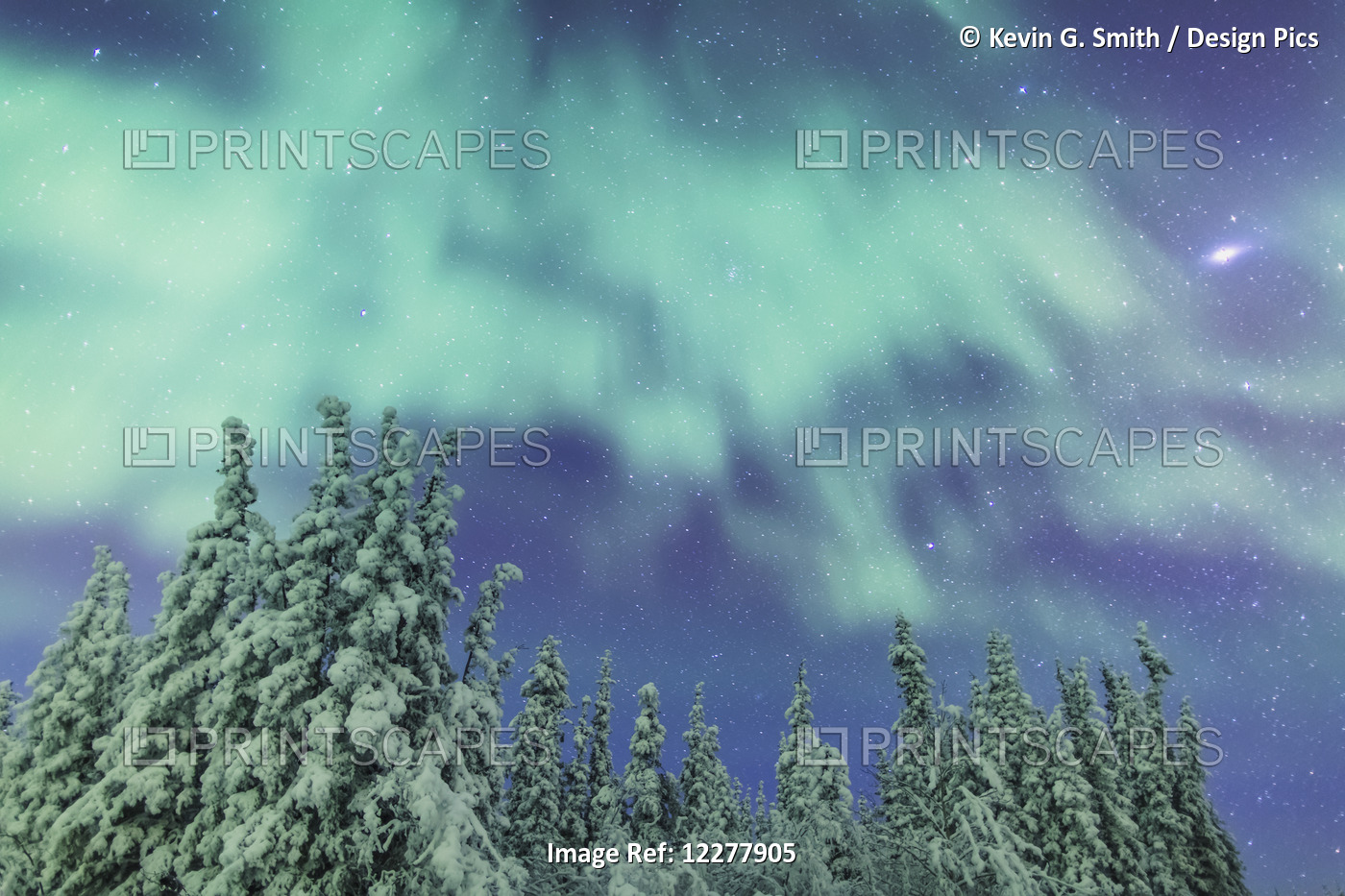 Northern Lights Over Snowcovered Evergreen Trees, Copper River Valley, ...