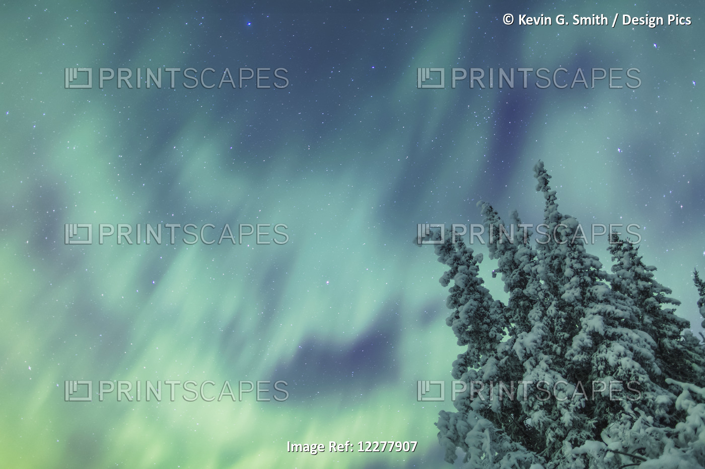 Northern Lights Over Snowcovered Evergreen Trees, Copper River Valley, ...