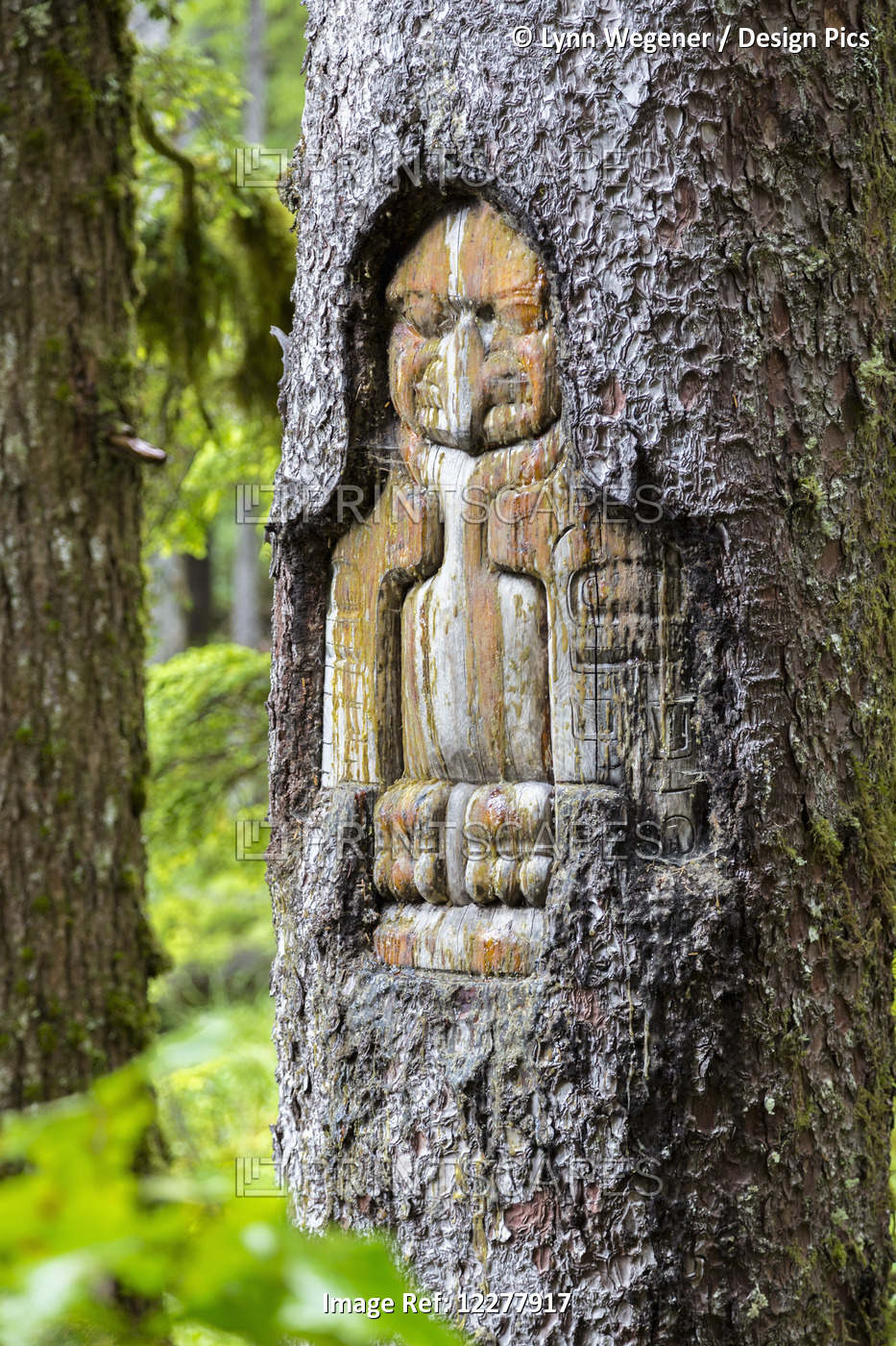 View Of A Totem Carving In A Spruce Tree In Glacier Bay National Park, ...