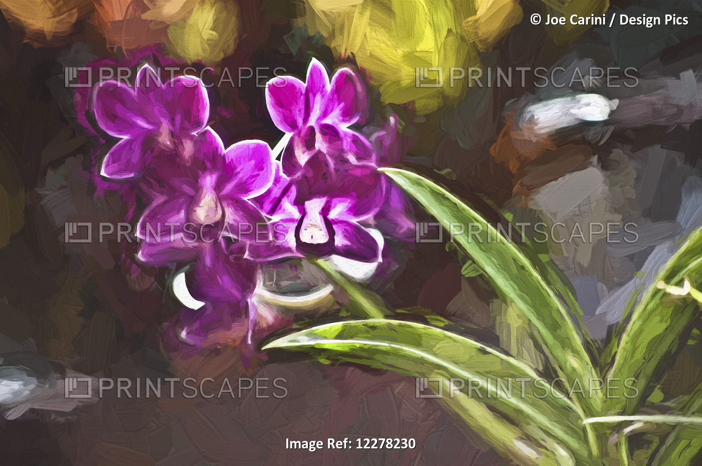 Purple Vanda Orchid; Honolulu, Oahu, Hawaii, United States Of America