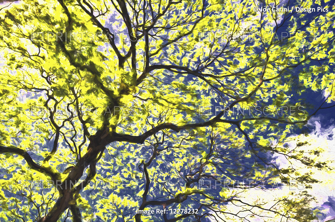 Yellow Flowering Tree With The Monet Effect; Honolulu, Oahu, Hawaii, United ...