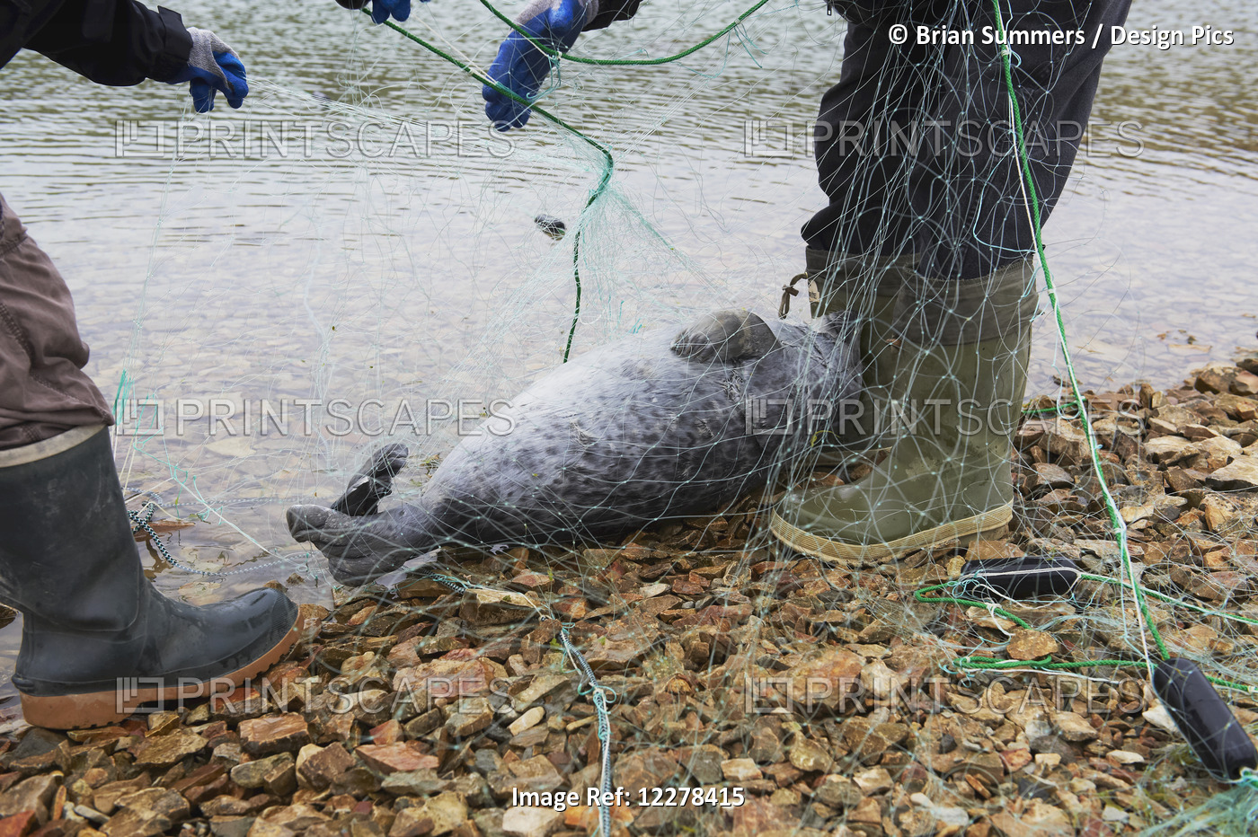 Seal Caught In Fishing Net; Cambridge Bay, Nunavut, Canada
