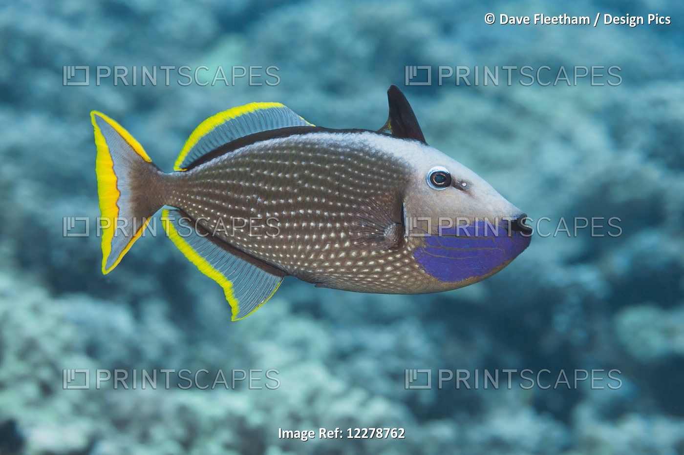 Male Gilded Triggerfish (Xanthichthys Auromarginatus); Hawaii, United States Of ...